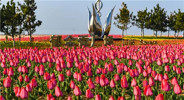 4月南海新區(qū)的郁金香廣場，22萬余株郁金香盛開