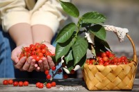 5月18日至6月16日，&ldquo;櫻桃之約&rdquo;邀你共赴！